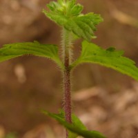 Stachys arvensis (L.) L.